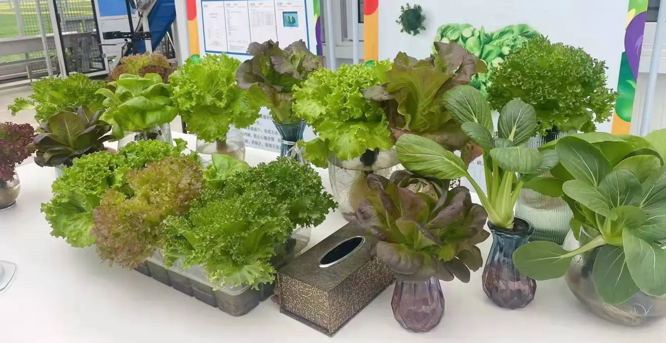 Varieties of lettuce grown using advanced agricultural technology, showing diversity and quality.